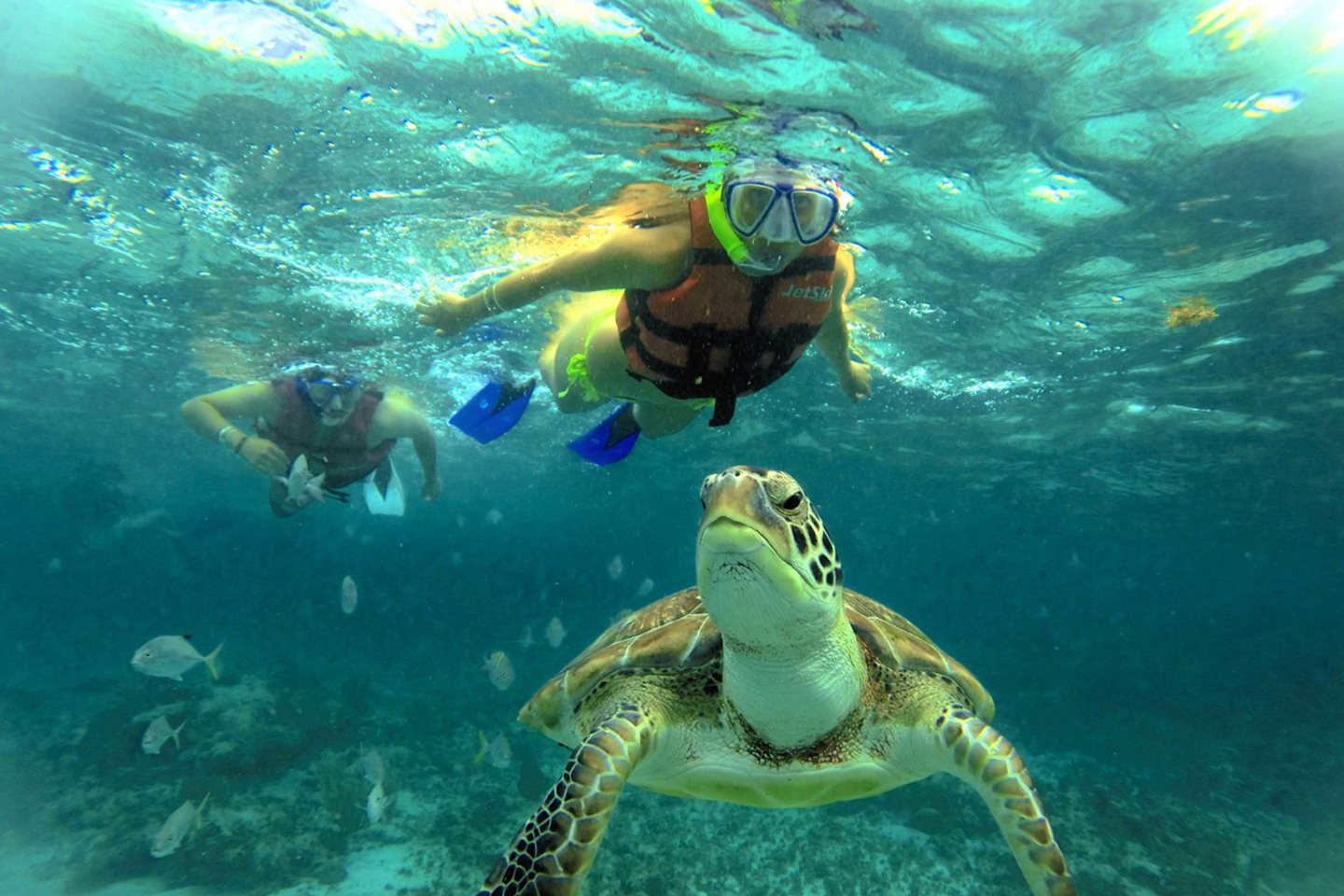 Playa Tortugas, Cancún: lo que debes enterarte antes de viajar