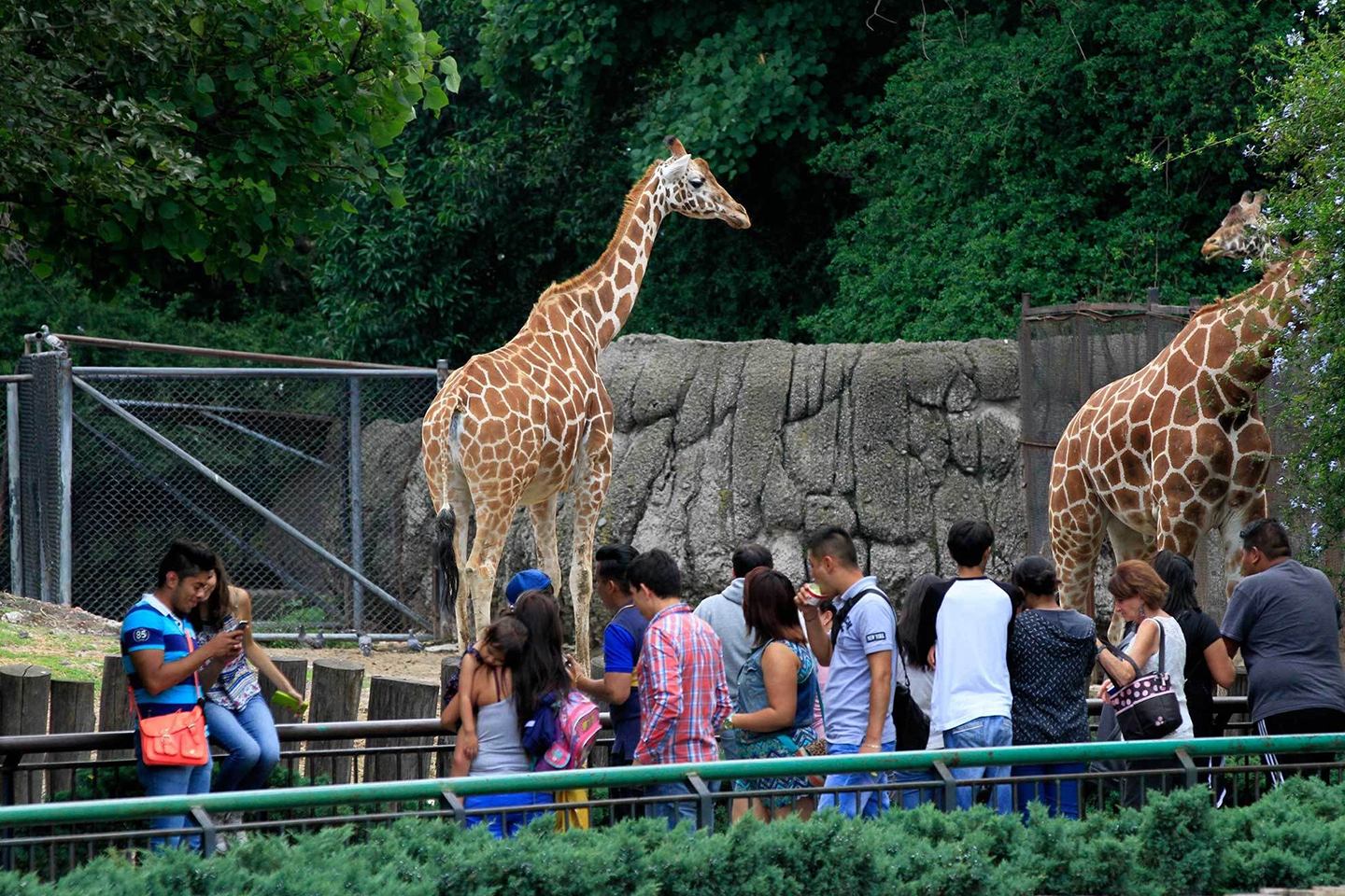 Zoológico De Chapultepec - guía turística detallada